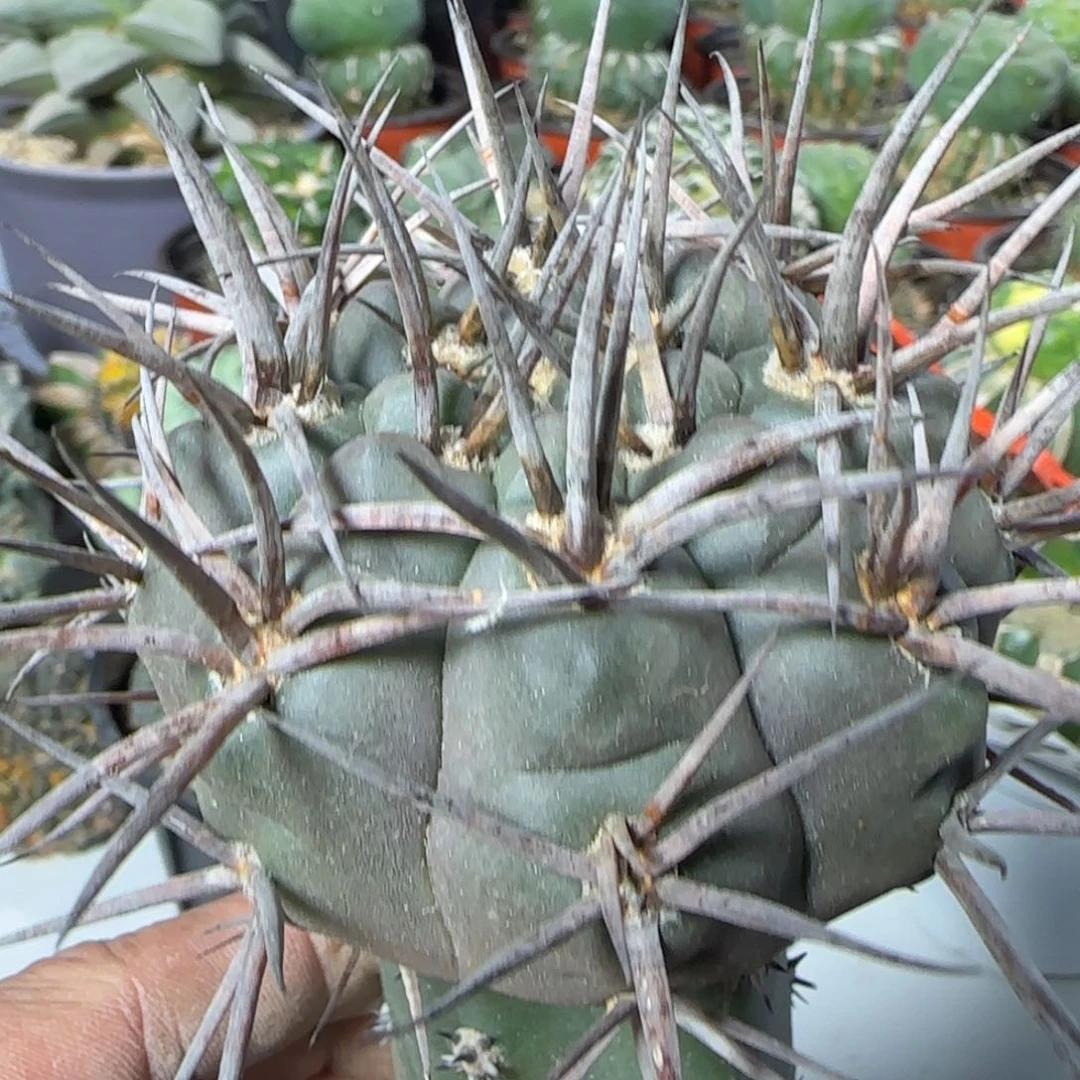 【闪购商品】超狂刺首金摩天龙636