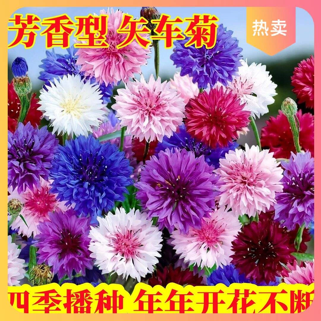 小店畅销开花庭院易活四季室外花种籽子盆栽芙蓉花蓝矢车菊耐寒播