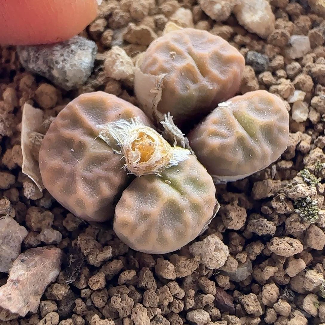 脱土发货28包邮29017