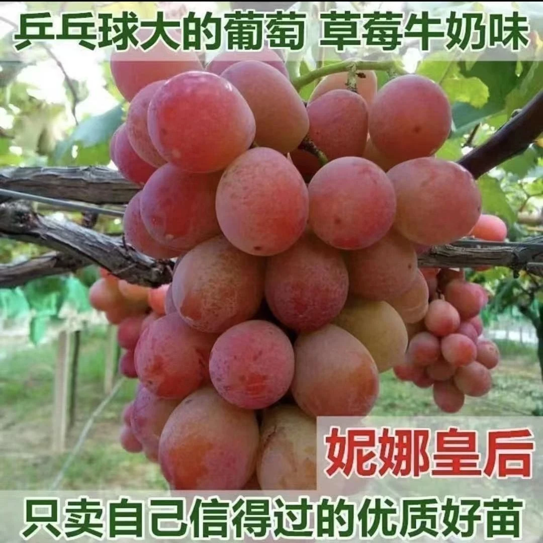 大果无核妮娜皇后葡萄苗正宗妮娜女皇葡萄嫁接苗耐寒南北方当年结