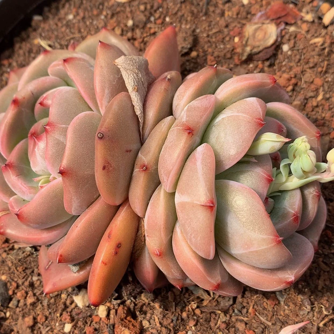 【闪购商品】云1200