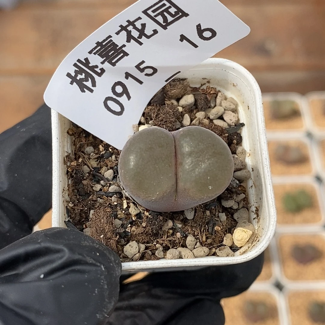 米*?0915-16-风铃一颗。