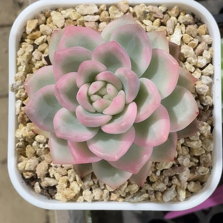 冰月亮锦一物一拍锦龙