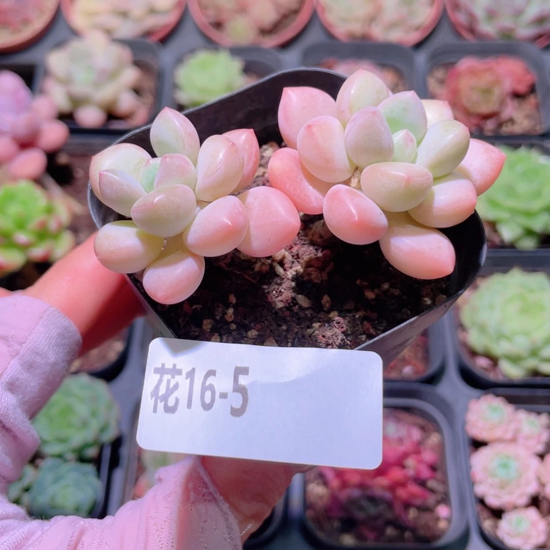 花利美16-5泡泡糖