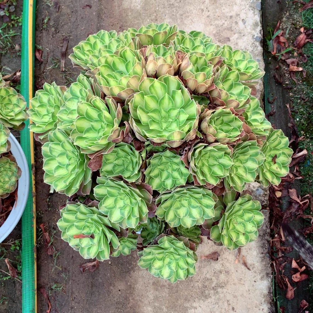 一***妈韶华捧花,多肉植物
