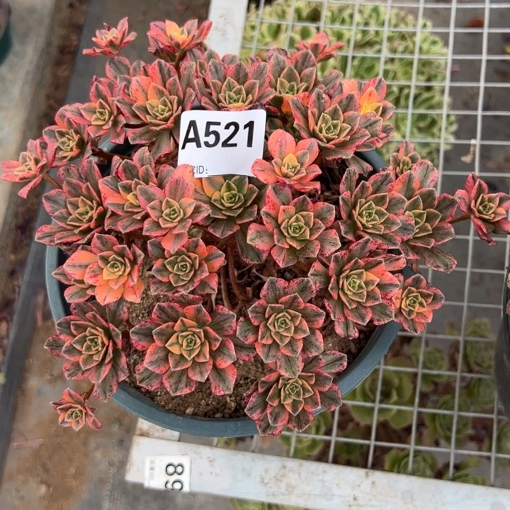 521甜茶18厘米左右