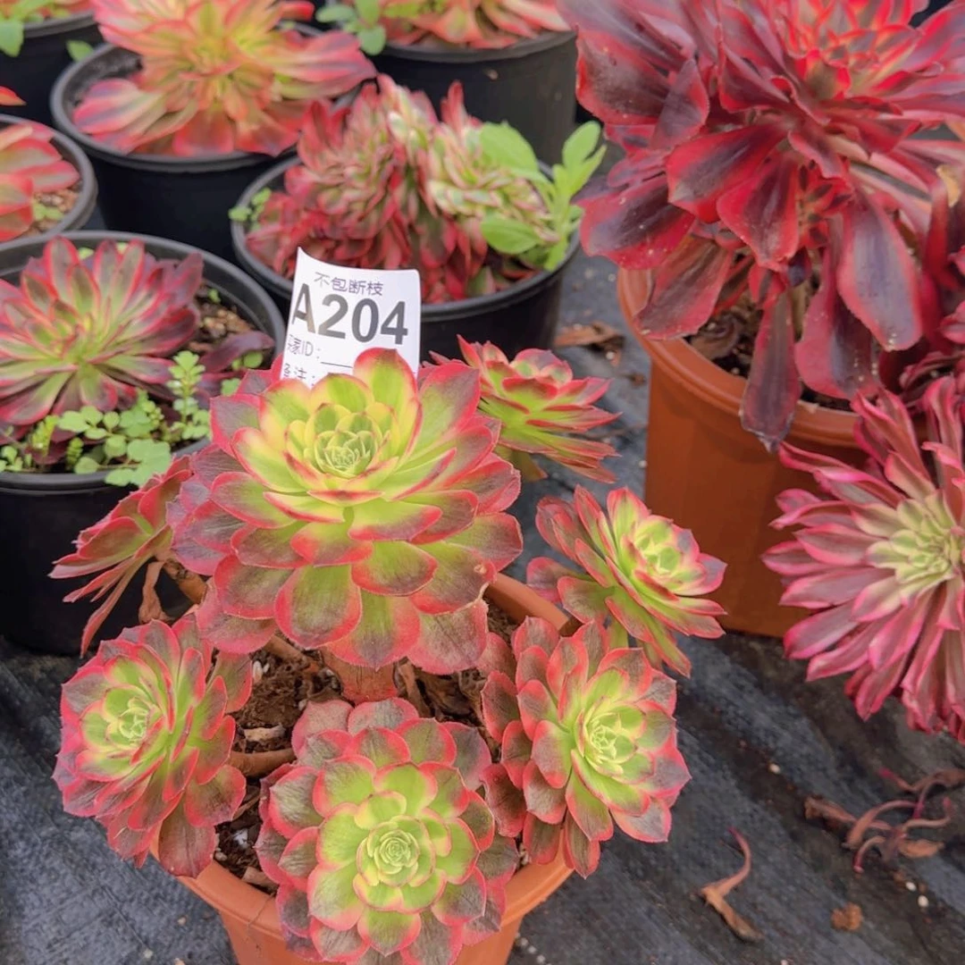 精品多肉植物204