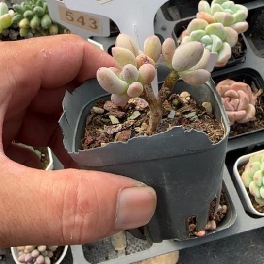 ?**?537苹果奶一物一拍多肉