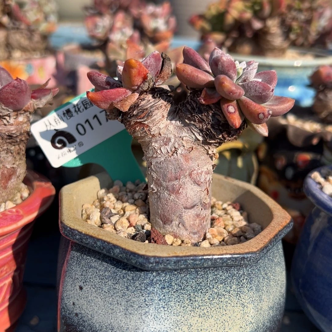 从前慢多肉精选编号0117.82