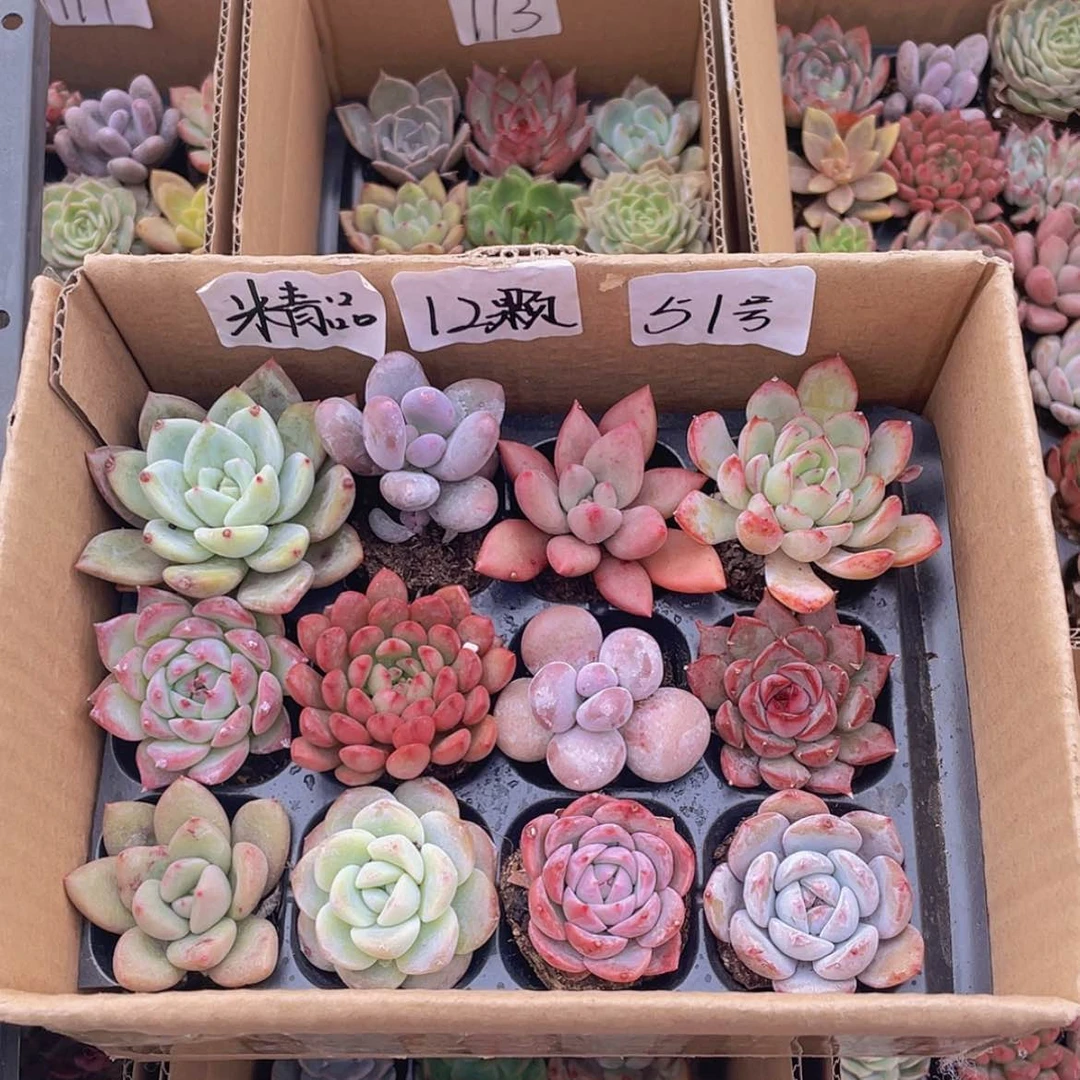 【闪购商品】【量拍】12颗-51号