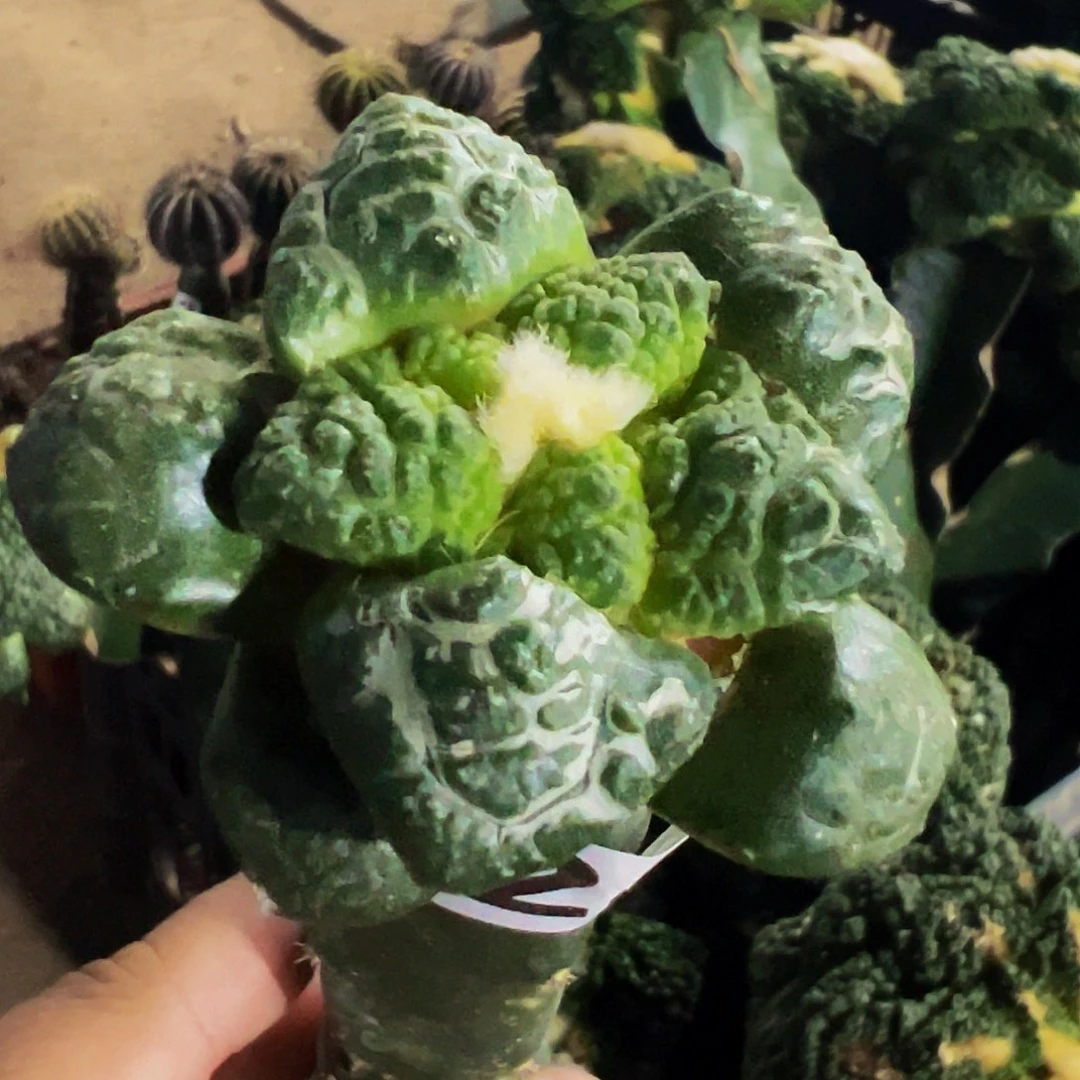 无花朵大尤连山牡丹324