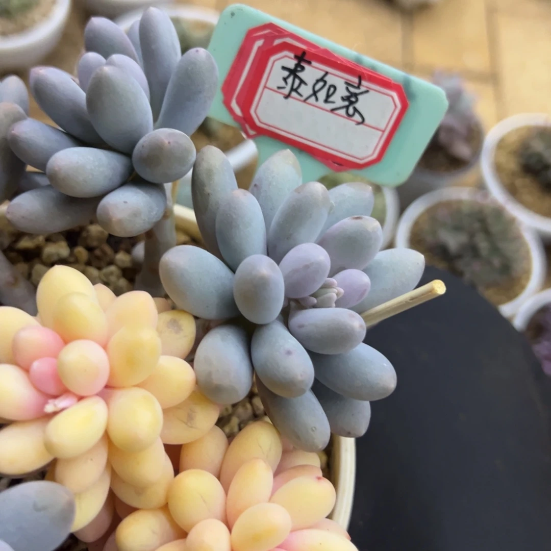 泰***事我是花卉专用车司机，泰如98
