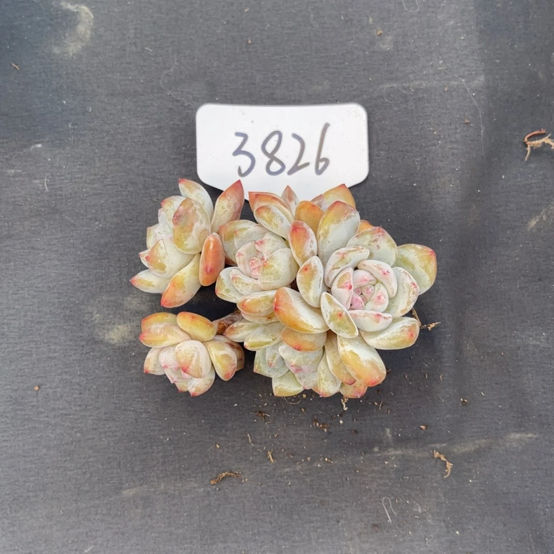 老阿姨花卉一物一拍3826