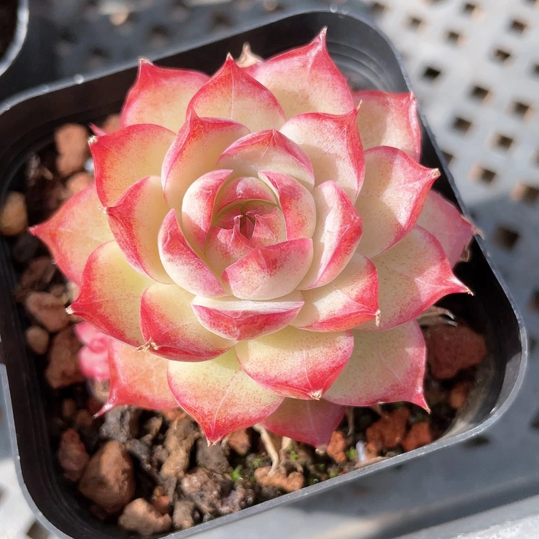 开播福利女王8587