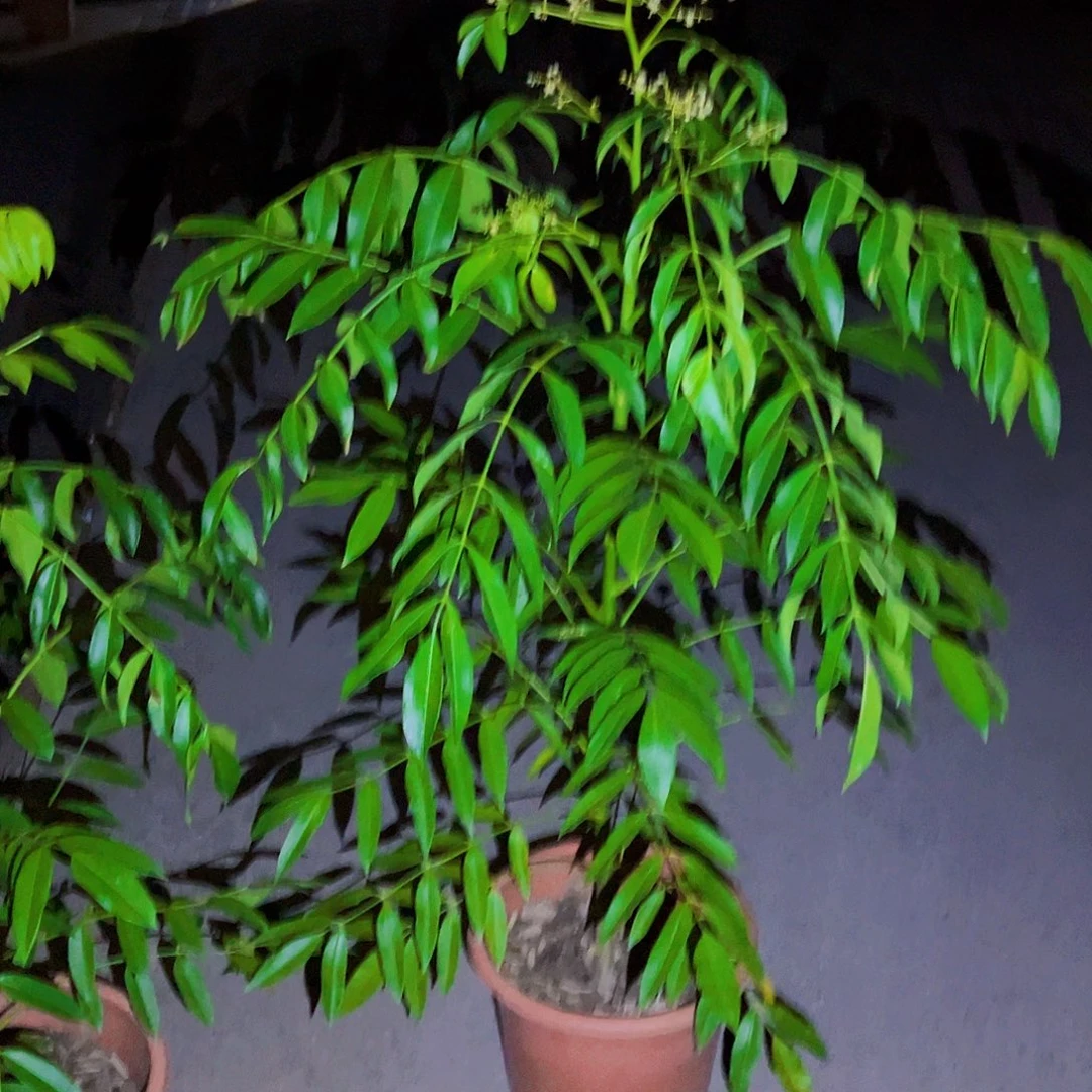 当前无花朵，栽培后可花朵这是1111111111