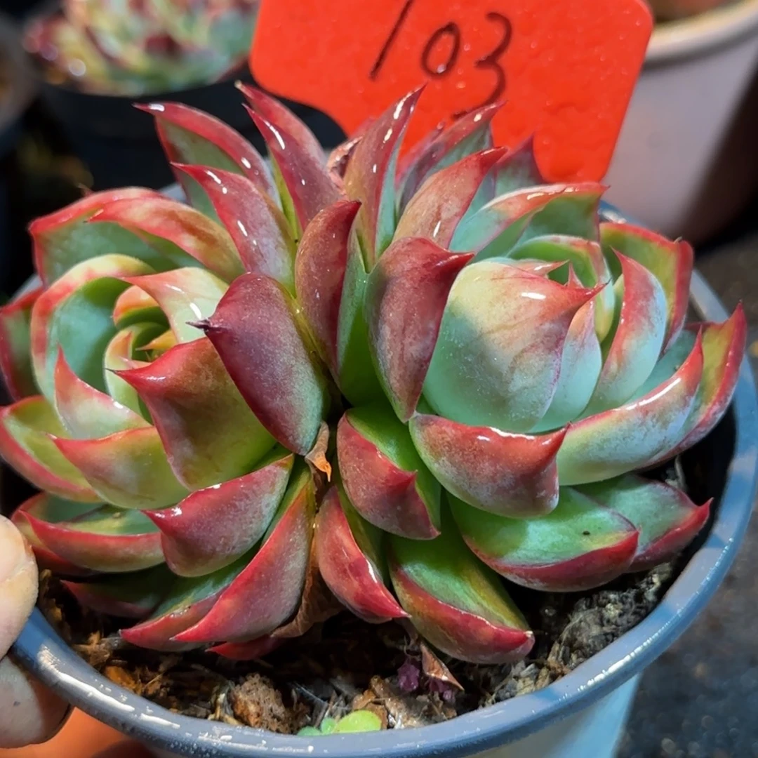 惊鸿一物一拍包装收缩花旱103