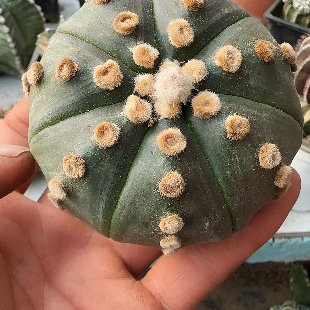 琉璃连心都517仙人球