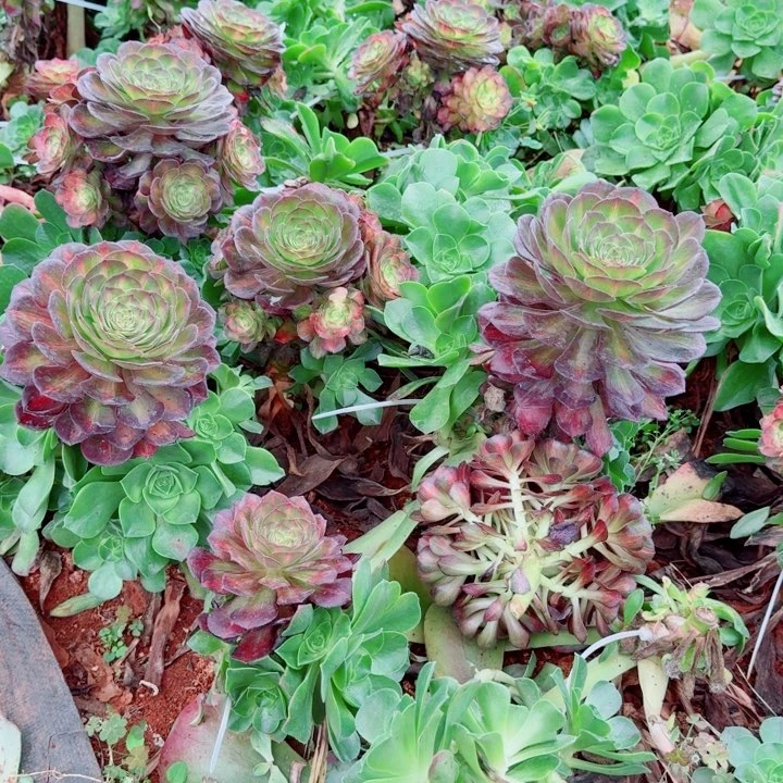 海王七彩嫁接捧花