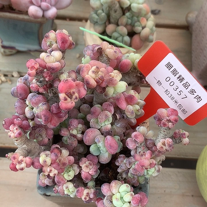 00357口璐璐他蜗牛