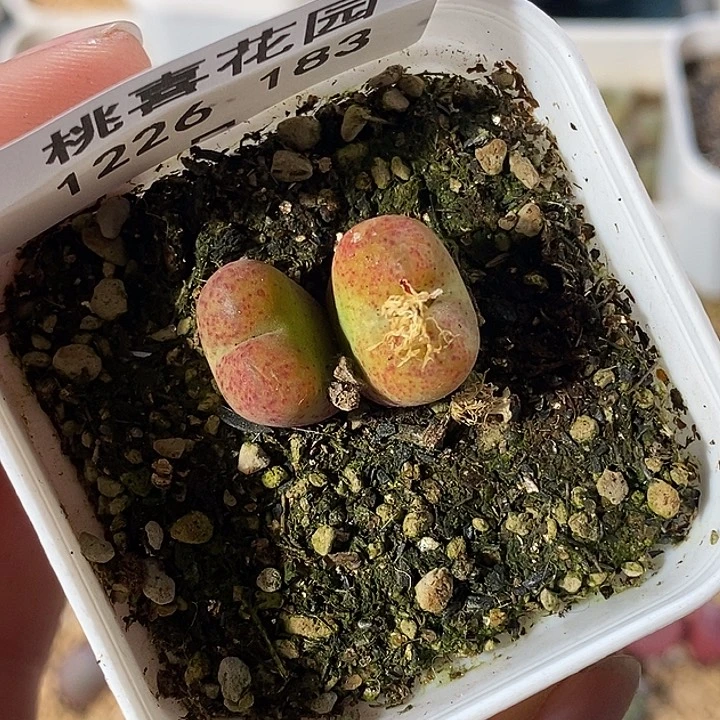 不*定1226-183-、ggghnn