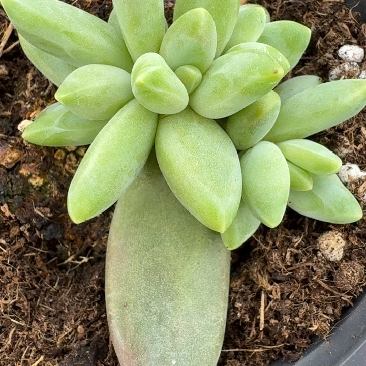 美人系列多肉植物