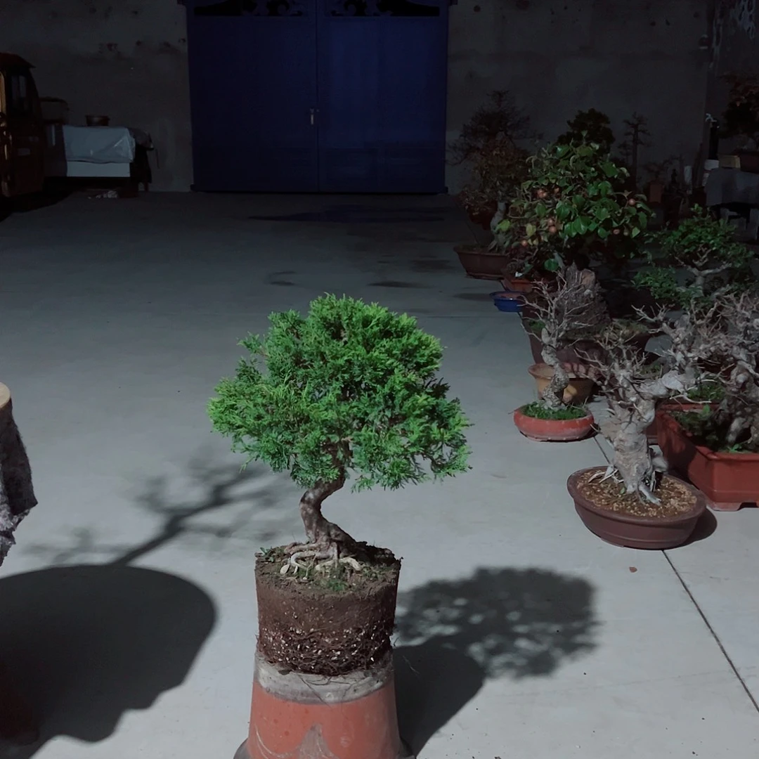 星***原无花朵系鱼川盆景小老桩