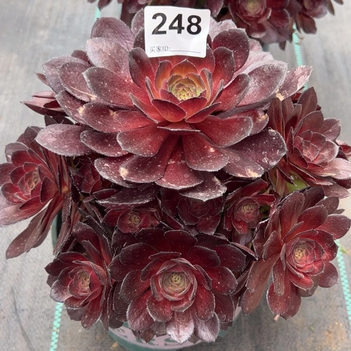 小****！248黑寡妇22厘米嫩庄