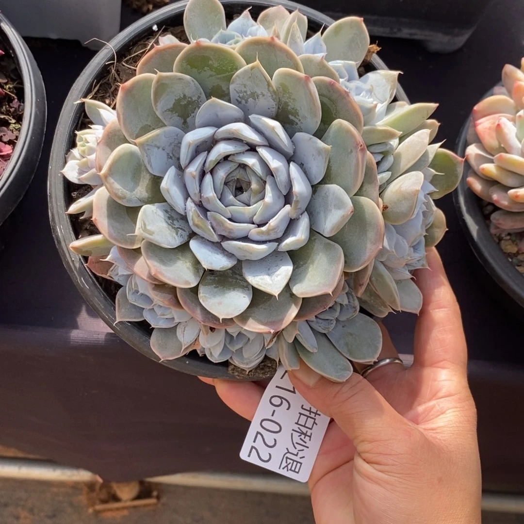 两单包邮1216-22雪兔