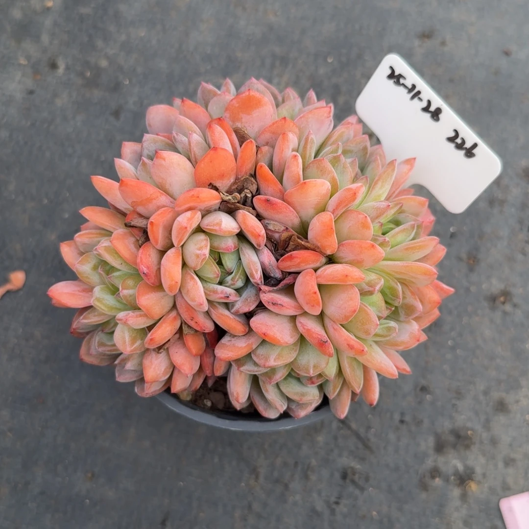 一物一拍11-28全明星群236