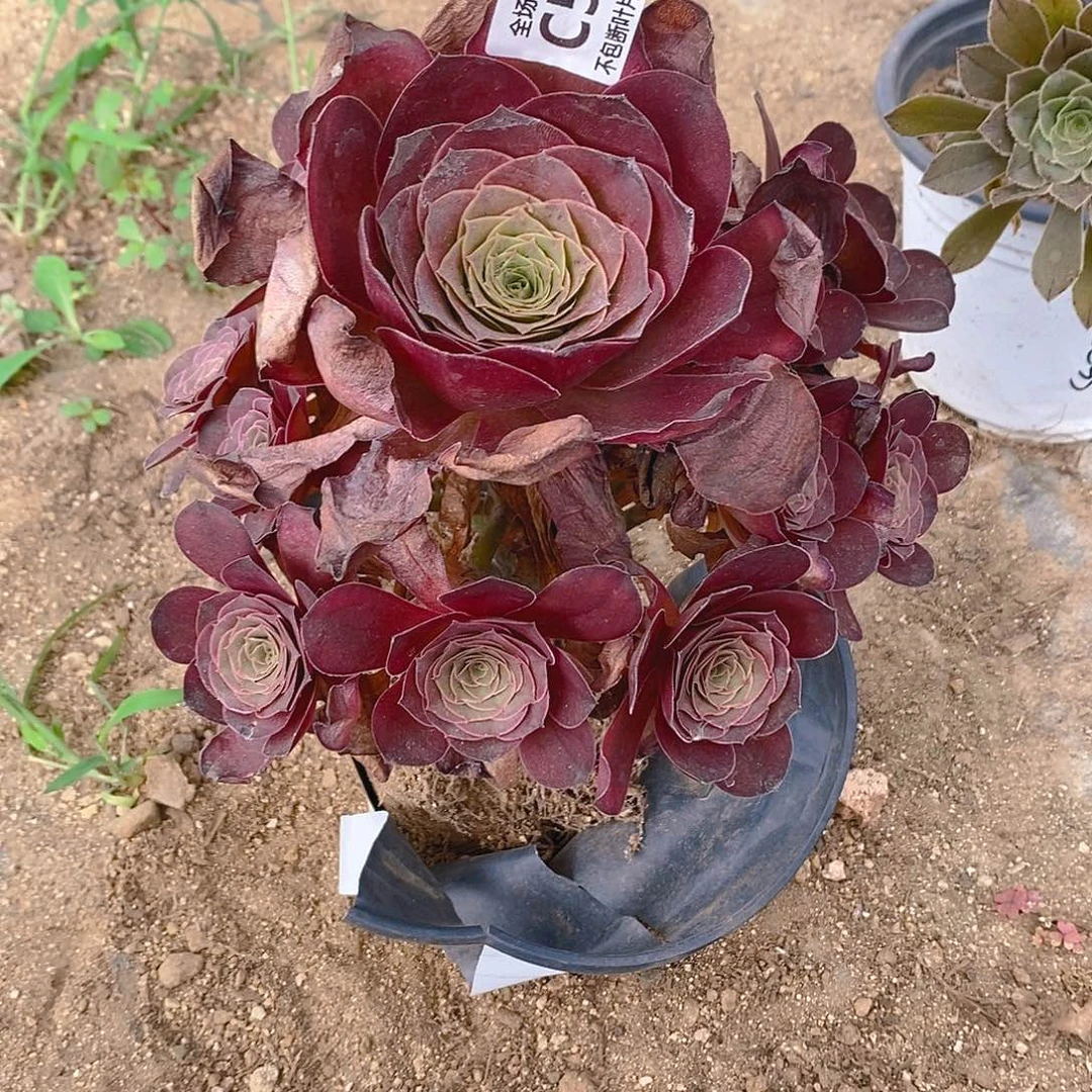 辉***g571魅金玫瑰多肉法师锦