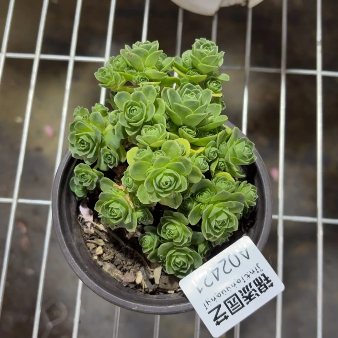 不知名2421一物一拍