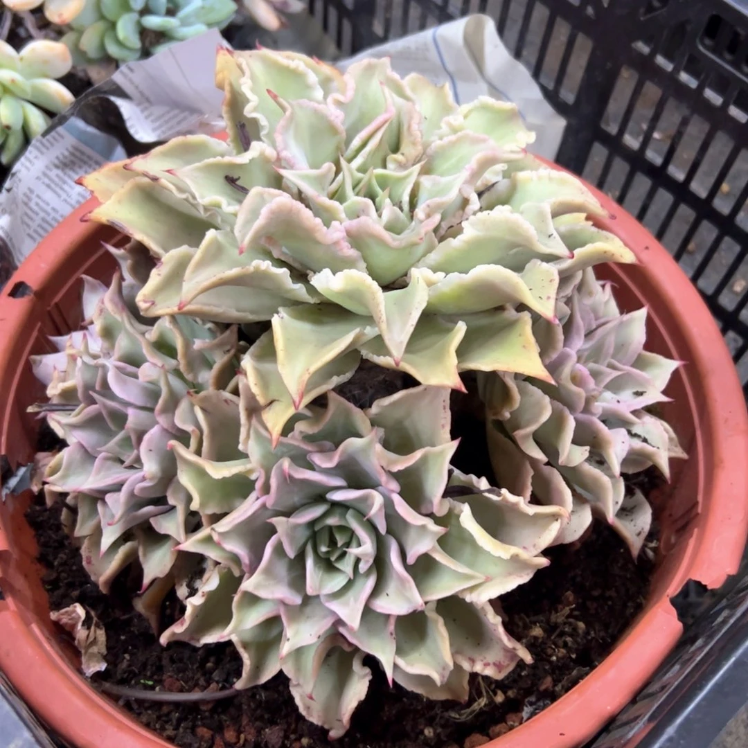 饺子皮68 零零多肉植物