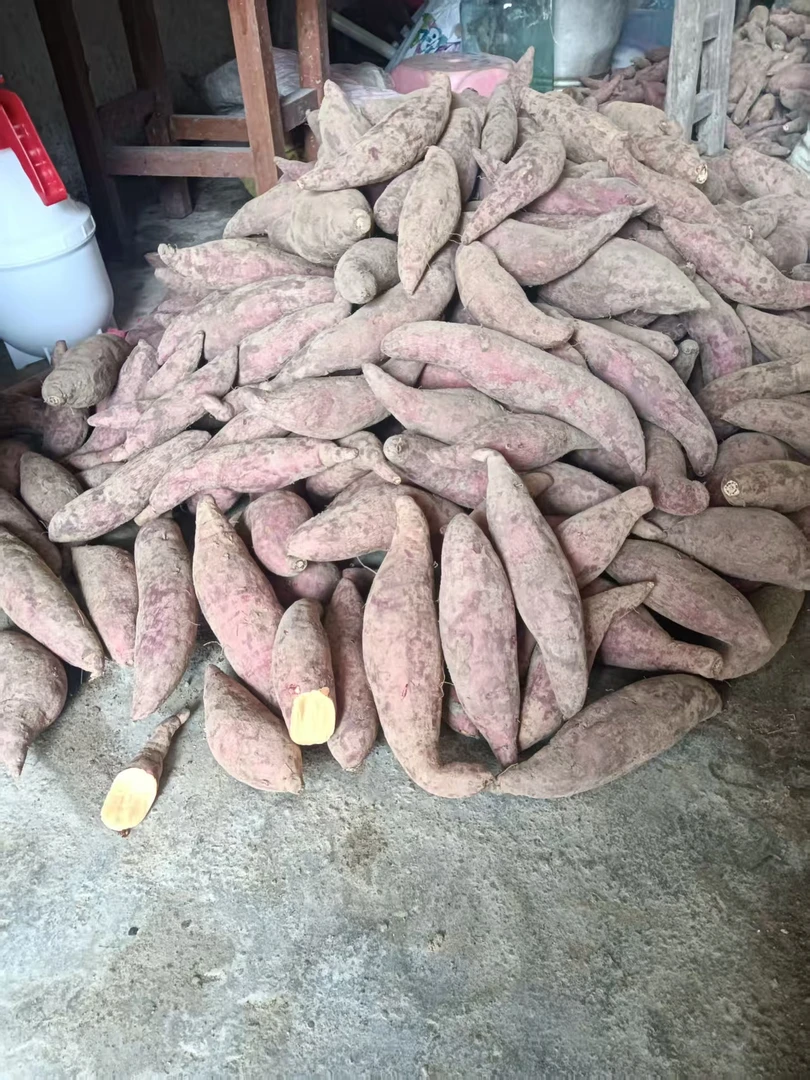 农家自种新鲜现挖西瓜红红薯