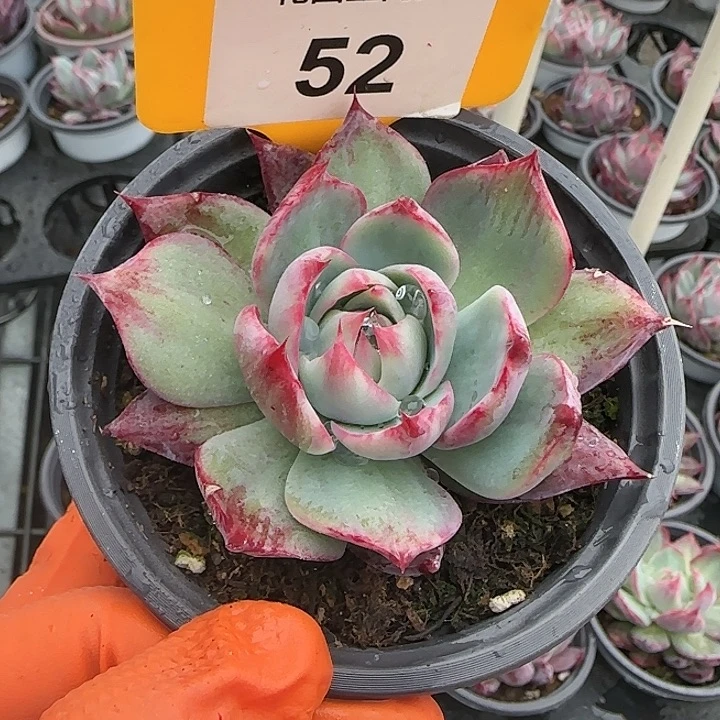 52 惊鸿仙子多肉植物6-9cm