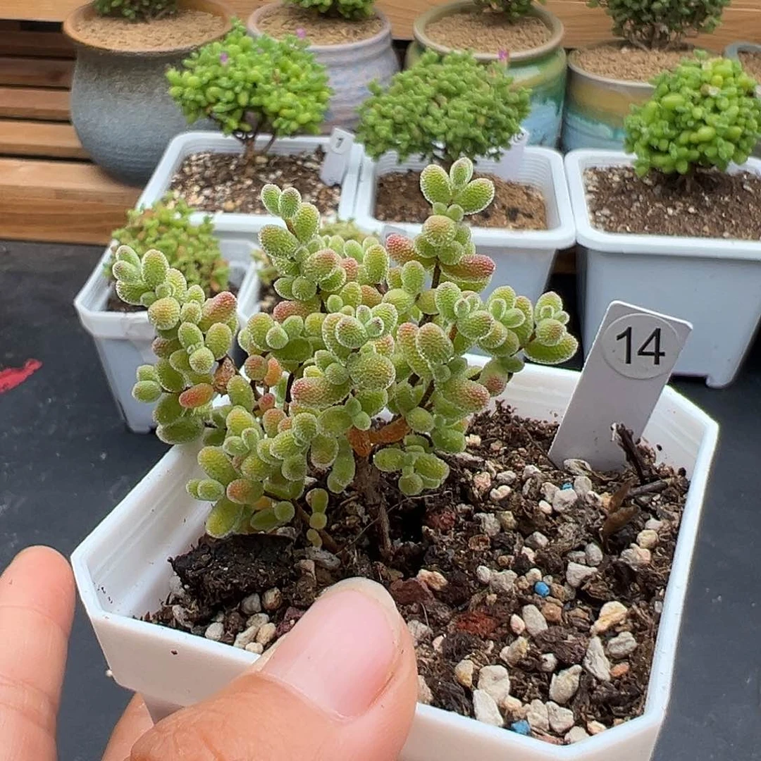 14号骨折价冰糖6.10多肉