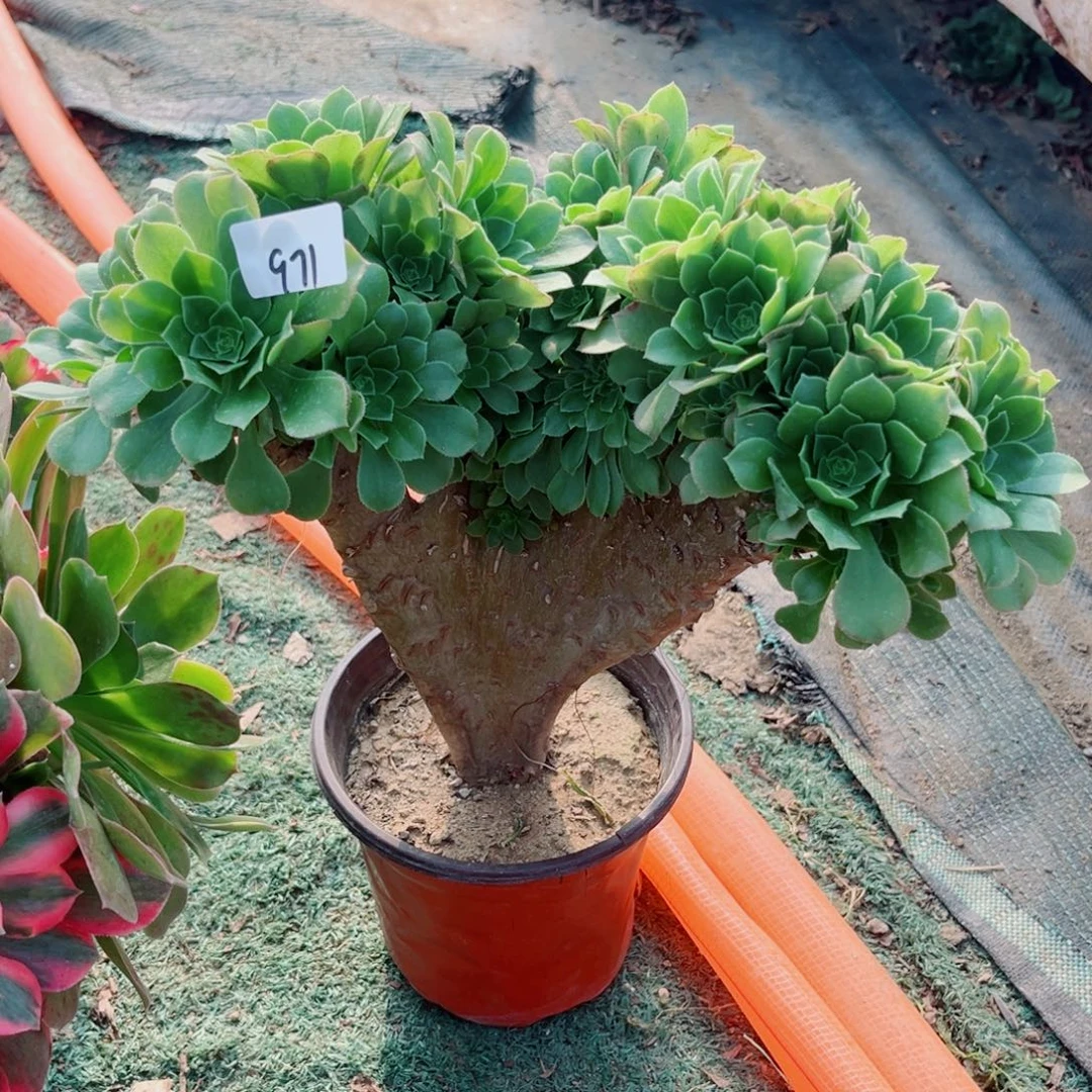 971绿羊绒纱掐心朵朵缀化多肉