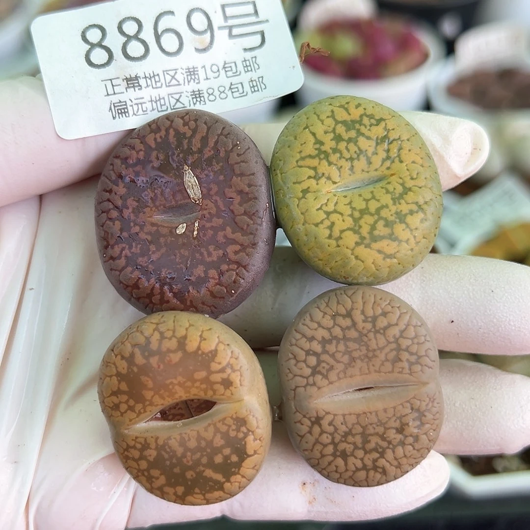 好养易活生石花大母本8869