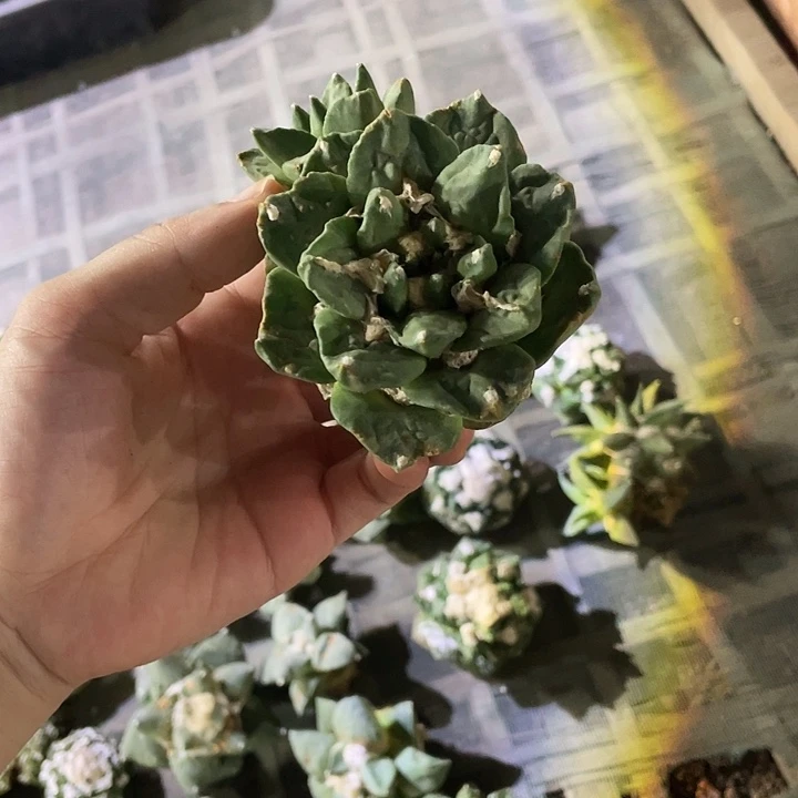 自根双头勾尤牡丹瑕疵