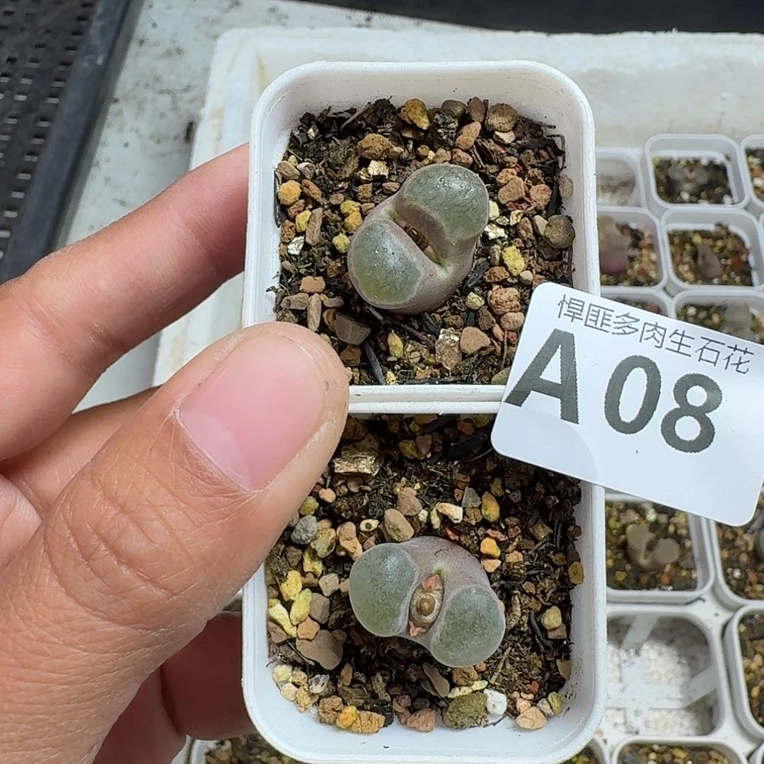 8多肉植物多肉植物