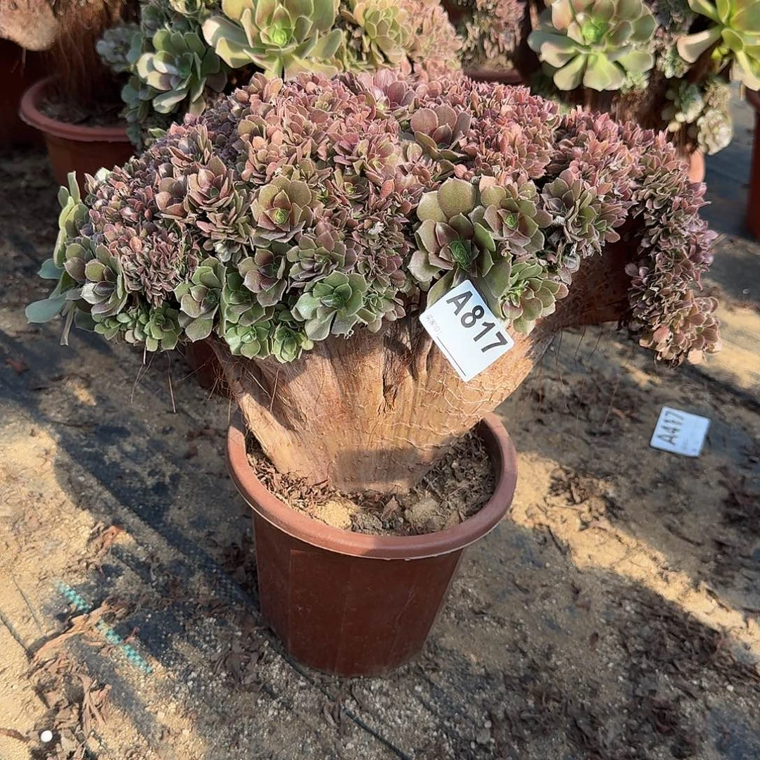 817玫瑰朵朵一颗呀呀