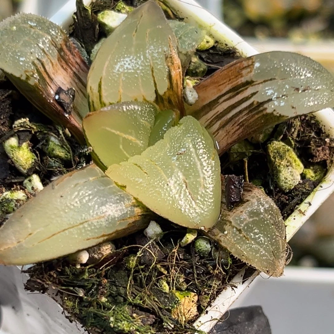 恭喜发财大吉大利0378