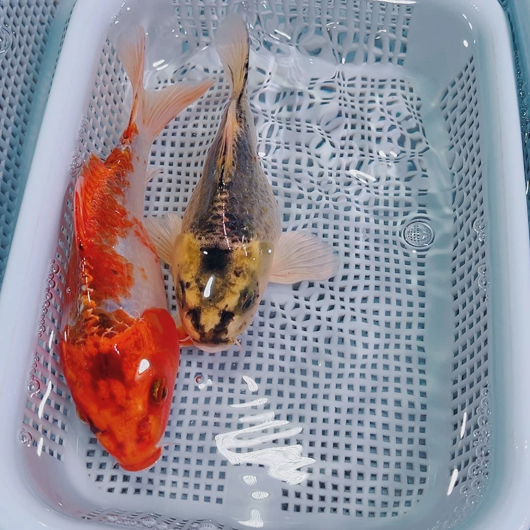 锦鲤锦鲤冷水观赏鱼151