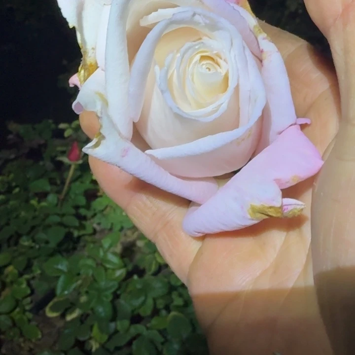 无花朵果香扦插苗