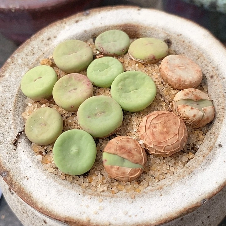 透明嘴一颗透明嘴