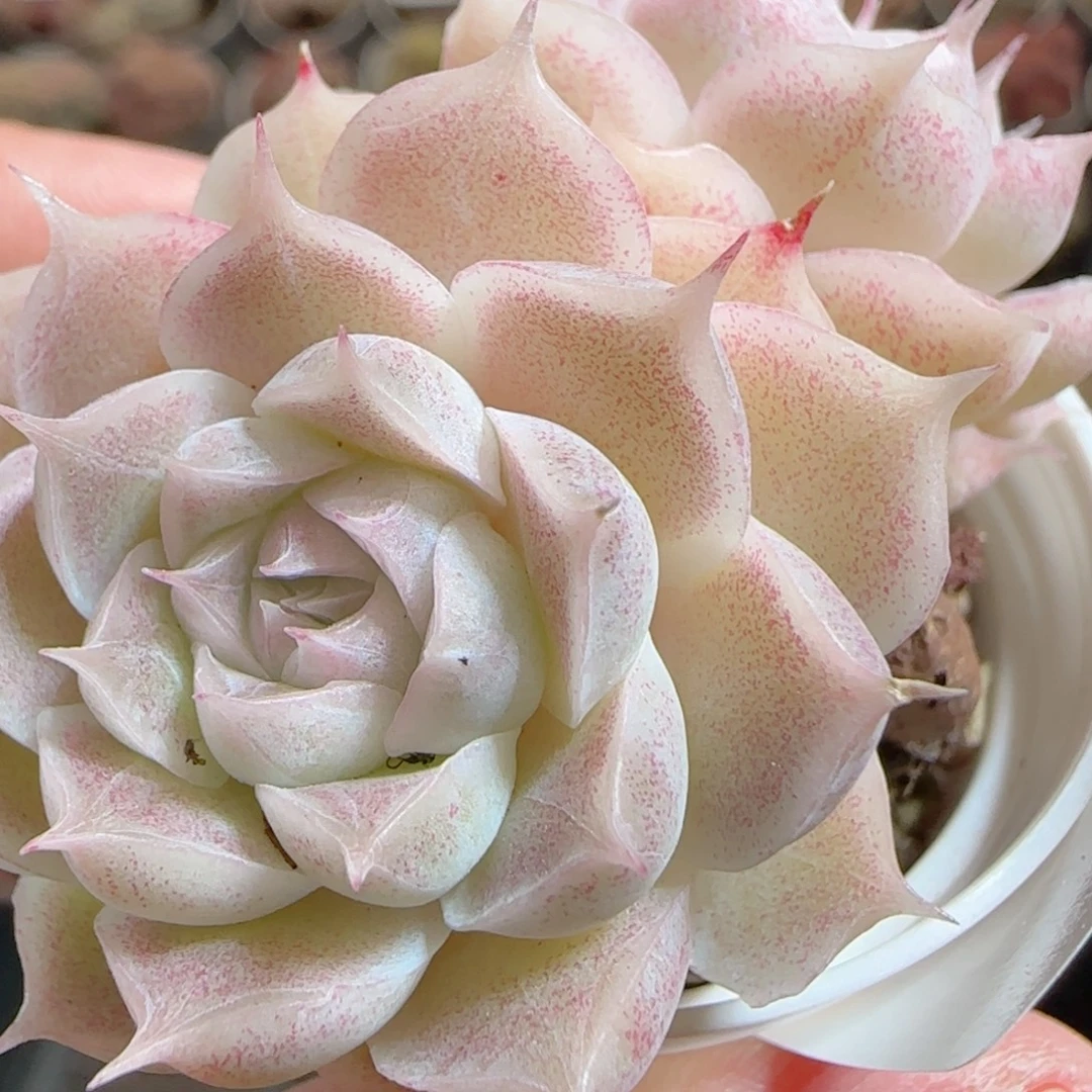 花语多肉0101-79散