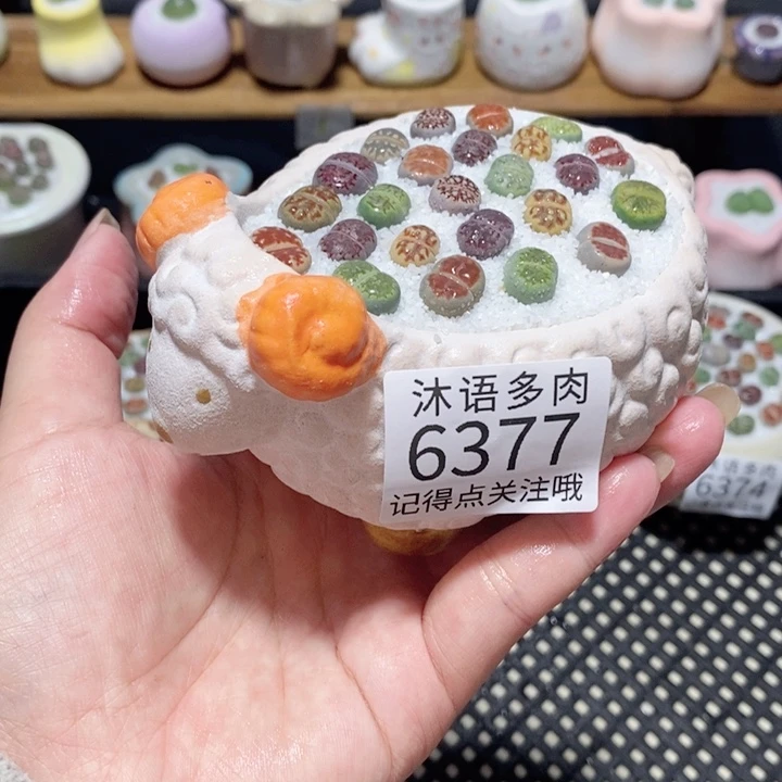 带盆土植物 一物一拍6377