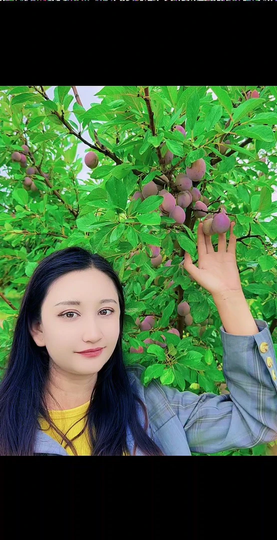 【新疆直发】法兰西西梅新鲜现摘脆甜多汁应季水果京东空运当季水果