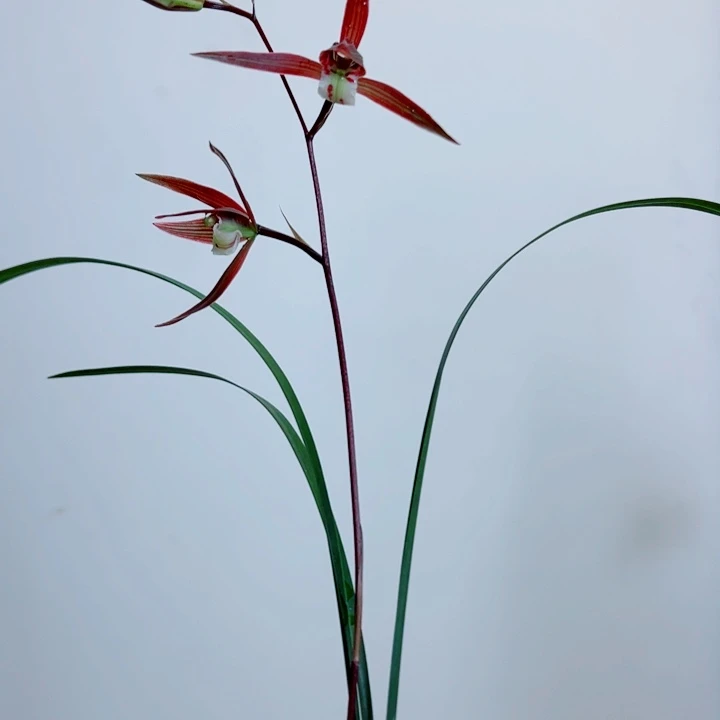 少***欲完全开放一物一拍