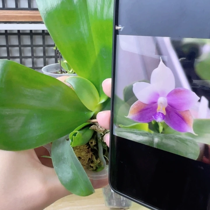 完全开放JG2374-柳林交鱼鱼-1943