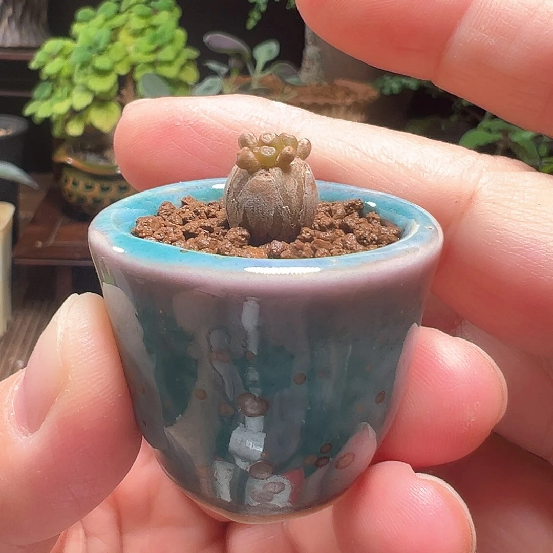 阿***哥装甲厚敦菊带盆包邮